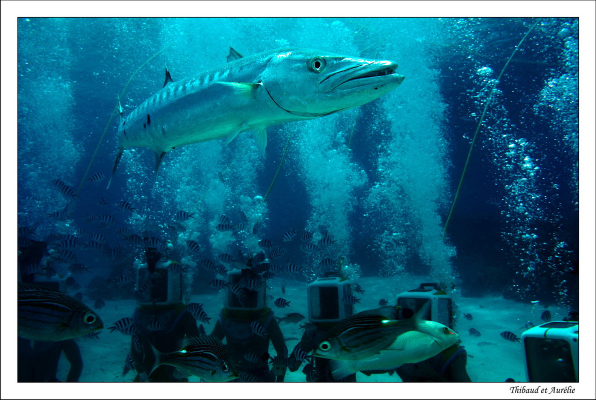 2009   08   Plongee Bora bora 01